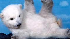 Animals Polar Bears wild animals baby animals