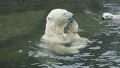 Animals Polar Bears wildlife