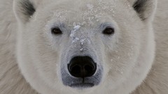 Animals Polar Bears wildlife
