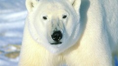 Animals Polar Bears wildlife