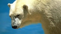 Animals Polar Bears wildlife