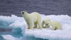 Animals Polar Bears wildlife baby animals