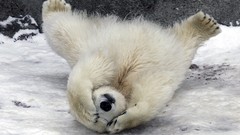 Animals Polar Bears wildlife baby animals