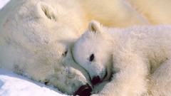 Animals Polar Bears wildlife baby animals