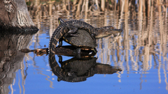 Animals pond Crocodiles turtle nature water reflection outdoors