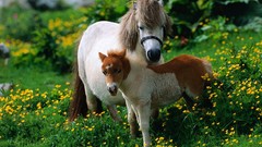 Animals ponies baby animals