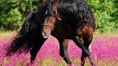 Animals ponies pink flowers