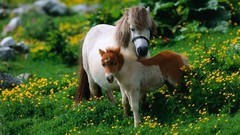 Animals ponies yellow flowers