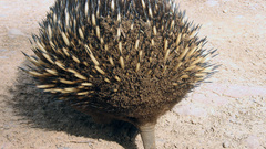 Animals porcupines animal