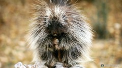 Animals porcupines Funny animals