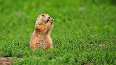 Animals prairie dogs