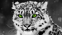 Animals predator green eyes snow leopards Photo manipulation 