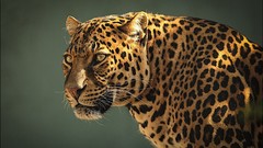 Animals predator jaguar Leopards Simple Background