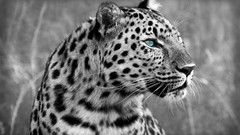 Animals predator Leopards monochrome