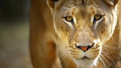 Animals predator Lions portraits