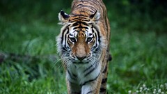 Animals predator Tigers