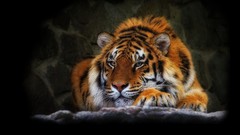 Animals predator Tigers wildlife