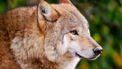 Animals predator Wolves wild animals