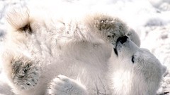 Animals Predators Polar Bears wildlife