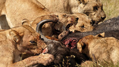 Animals Prey Lions eating
