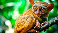 Animals primates Phillipines tarsiers