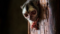 Animals primates wildlife