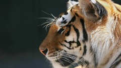 Animals Profile bengal tigers