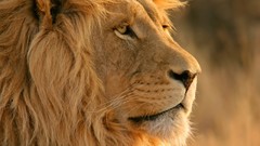 Animals Profile Lions