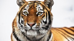 Animals Profile Siberian tiger