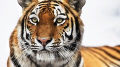 Animals Profile Siberian tiger