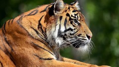 Animals Profile Tigers wild animals portraits bengal tigers 
