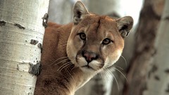 Animals puma