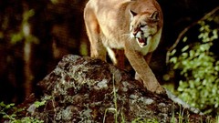 Animals puma