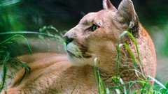 Animals puma