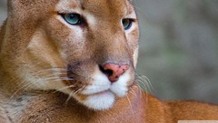 Animals puma