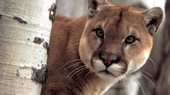 Animals puma