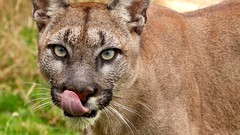 Animals puma