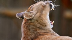 Animals puma