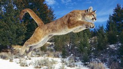 Animals puma cougars