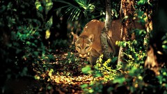 Animals puma forests