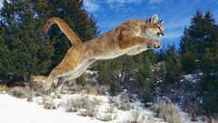Animals puma jumping cougars mountain lions