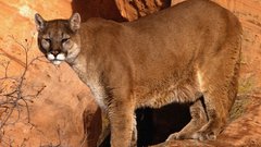 Animals puma mountain lions