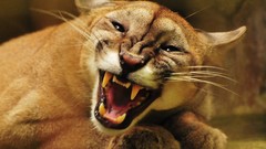 Animals puma mountain lions