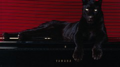 Animals puma pantera