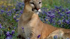 Animals puma Wildflowers