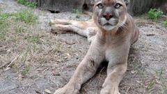 Animals puma wildlife