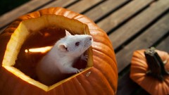 Animals pumpkins mice albino Rats