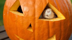 Animals pumpkins mice albino Rats