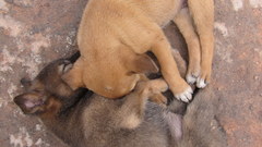Animals Puppies