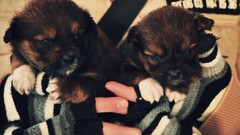 Animals Puppies